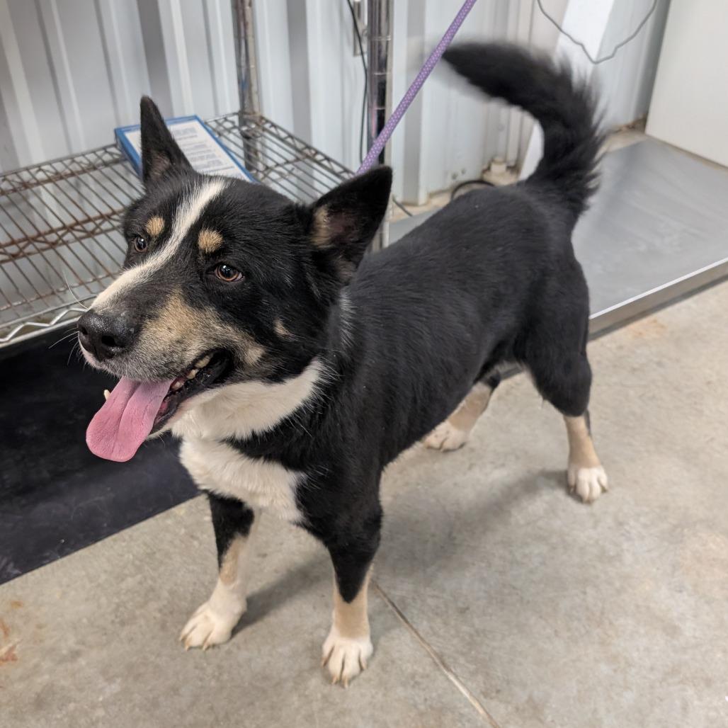 Bandit, Adoptable, Adult Male Border Collie.