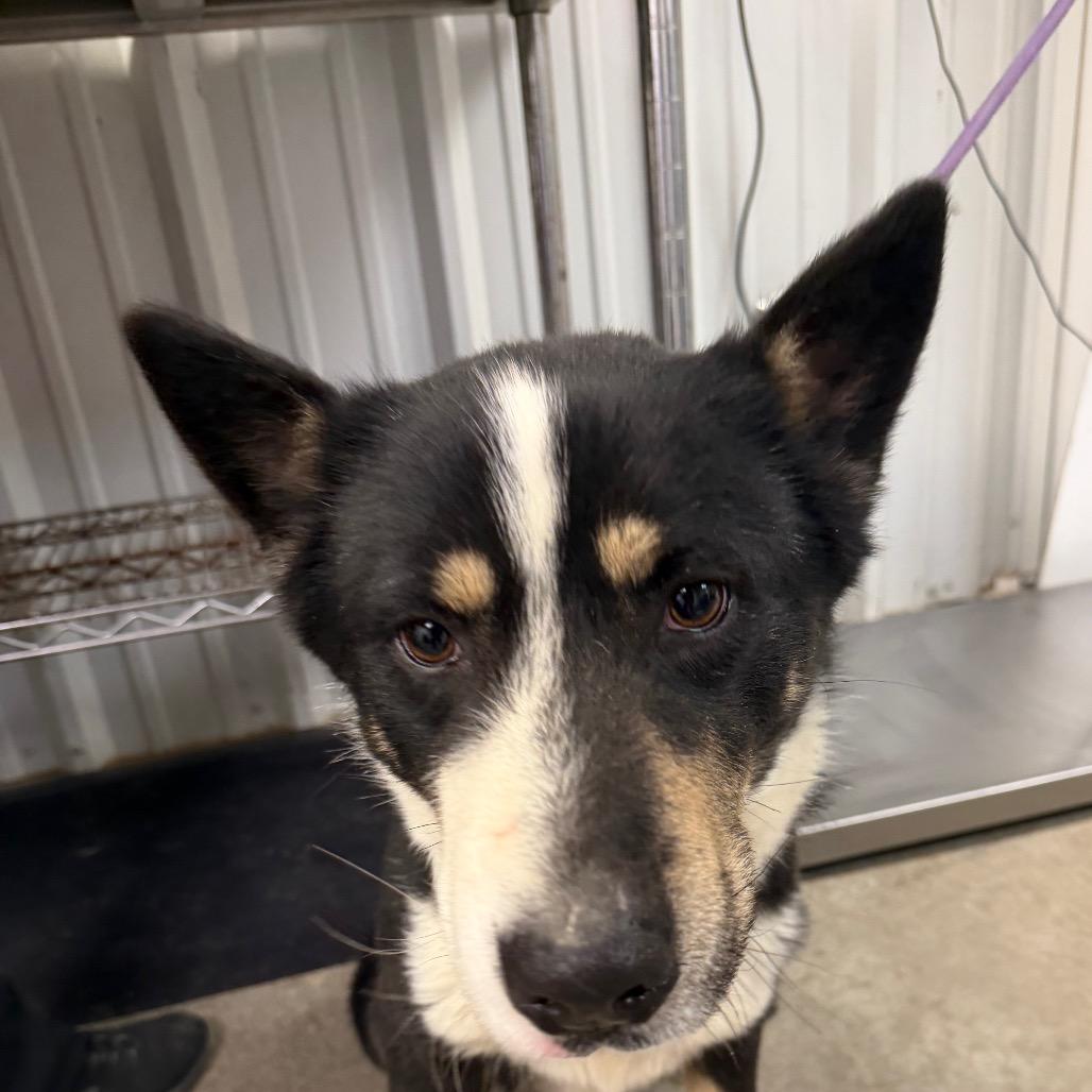 Bandit, a Adoptable Border Collie in Emporia, KS image 2/5