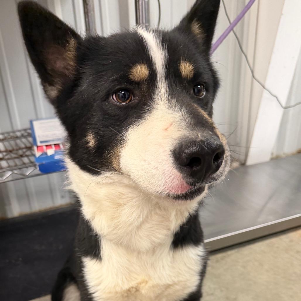 Bandit, a Adoptable Border Collie in Emporia, KS image 3/5