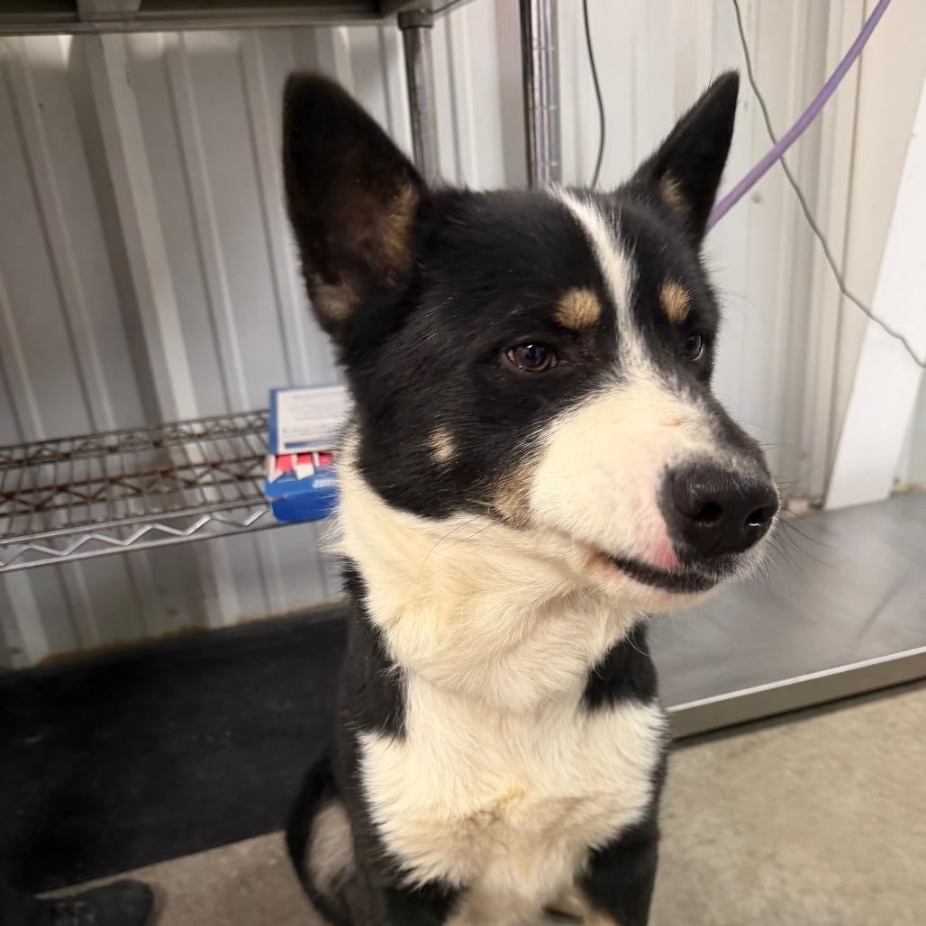 Bandit, a Adoptable Border Collie in Emporia, KS image 4/5