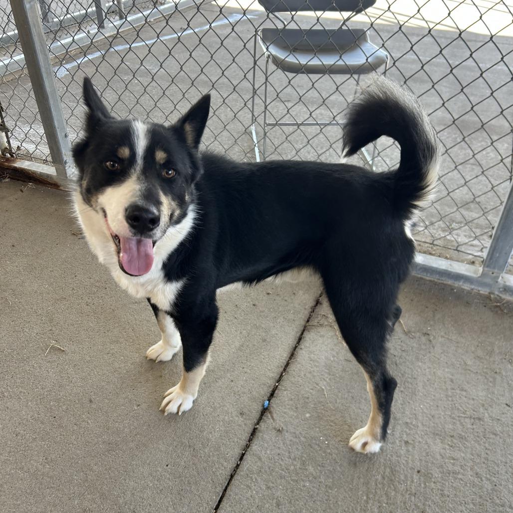 Bandit, a Adoptable Border Collie in Emporia, KS image 5/6