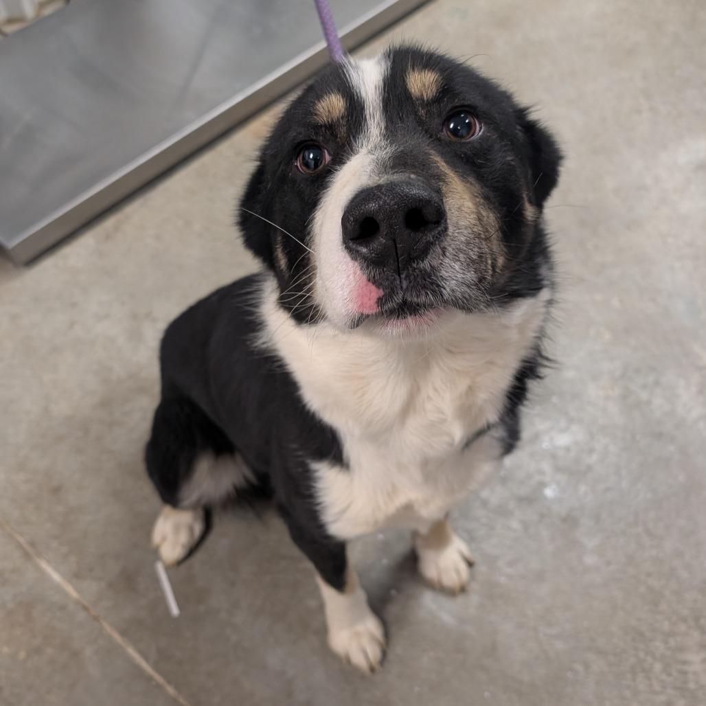 Bandit, a Adoptable Border Collie in Emporia, KS image 5/5