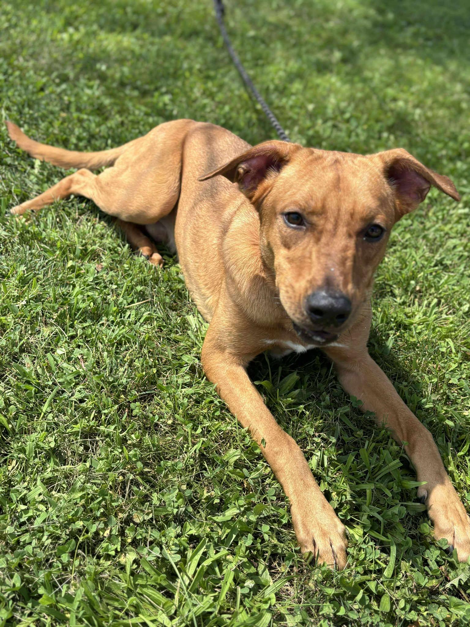 Ranger (Obedience Trained)