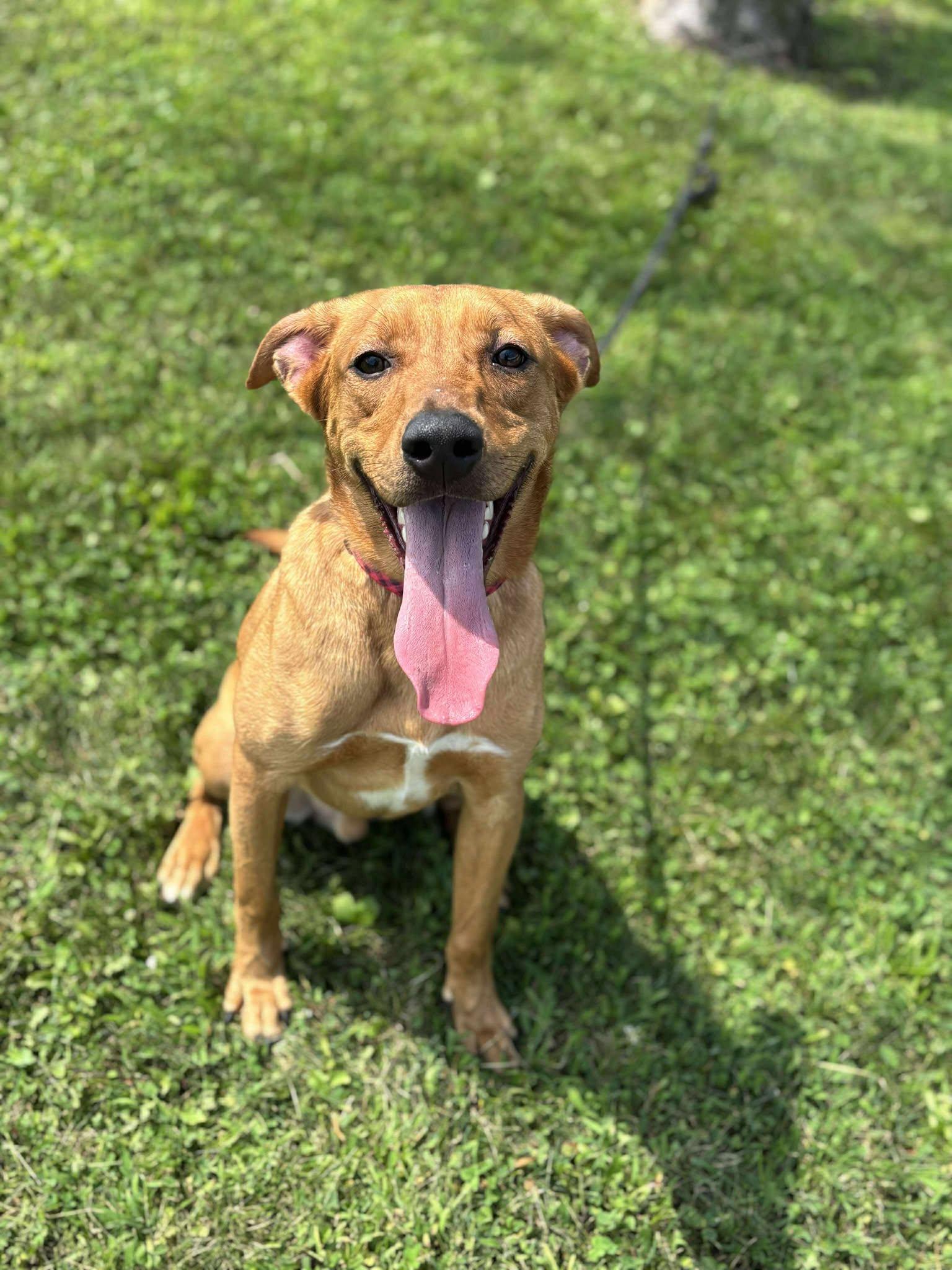 Ranger (Obedience Trained)