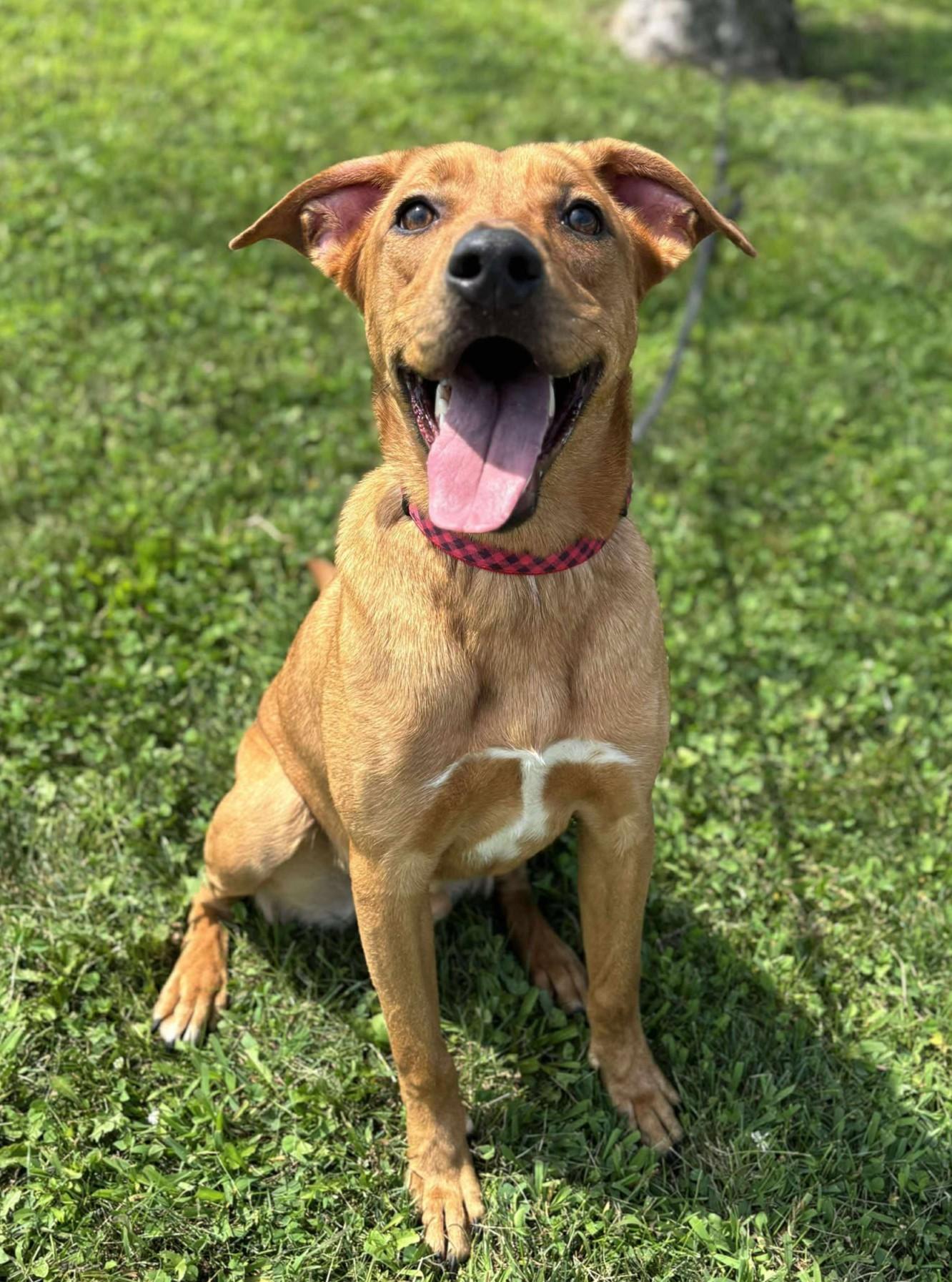 Ranger (Obedience Trained)