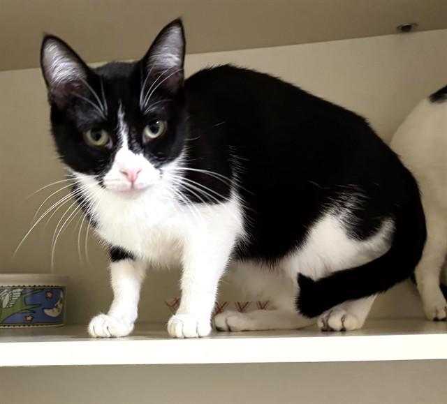 MAYFLY, Adoptable, Young Female Domestic Short Hair.