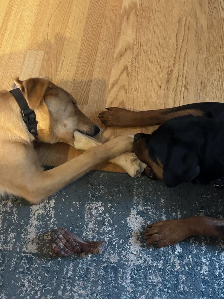 Sibbies : Astro ( Milo ), Adoptable, Young Male Carolina Dog & Labrador Retriever.