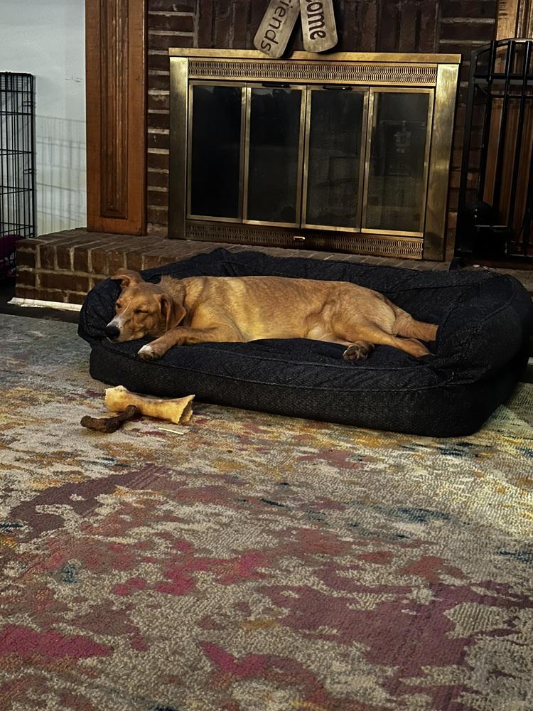 Enlarge Sibbies : Astro ( Milo ), a Adoptable mixed breed in Aurora, IN image 2/6