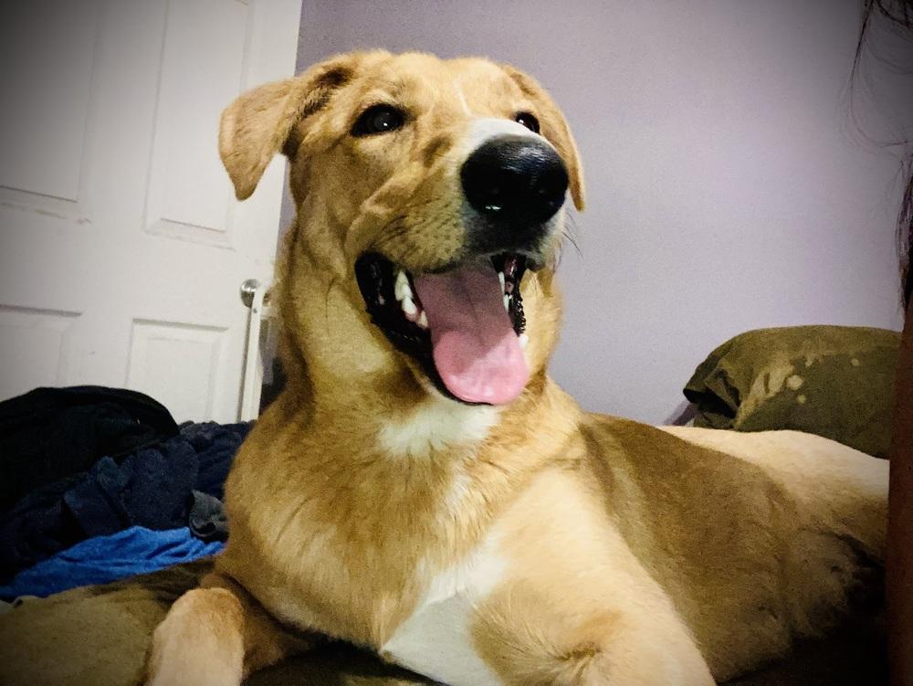 Enlarge Sibbies : Astro ( Milo ), a Adoptable mixed breed in Aurora, IN image 3/6