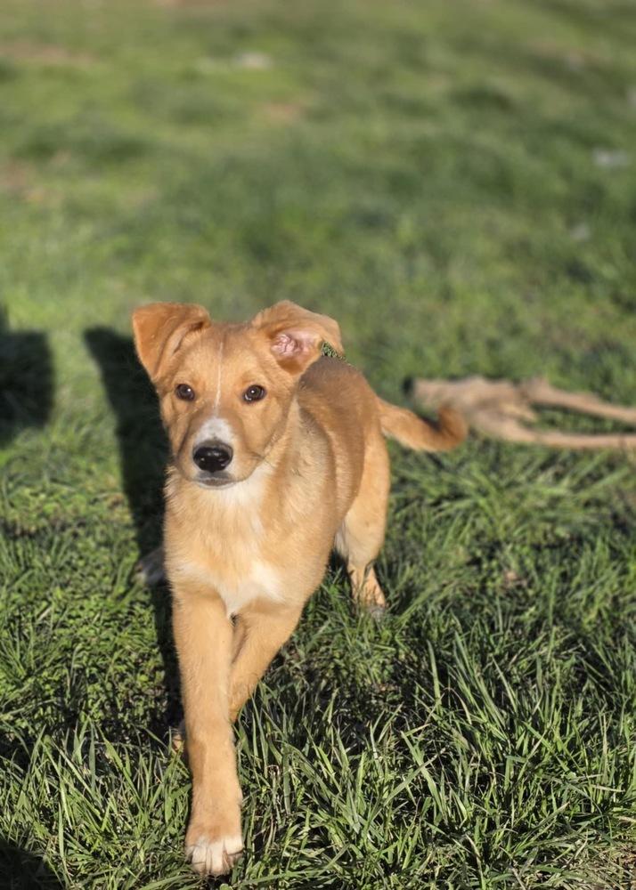 Enlarge Sibbies : Astro ( Milo ), a Adoptable mixed breed in Aurora, IN image 4/6