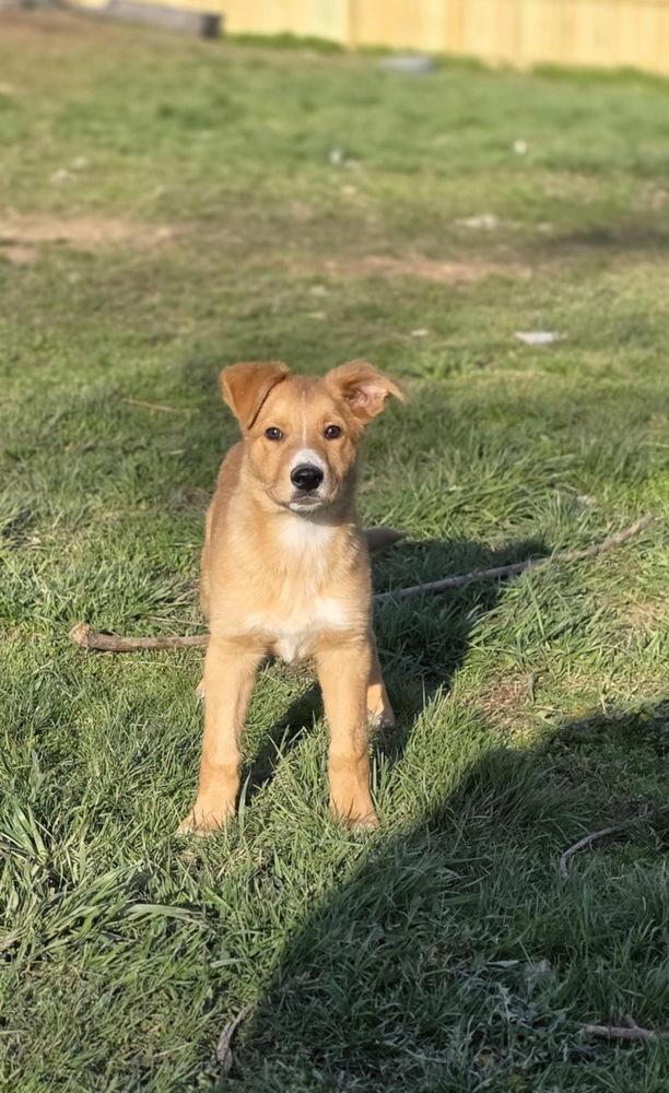 Enlarge Sibbies : Astro ( Milo ), a Adoptable mixed breed in Aurora, IN image 5/6