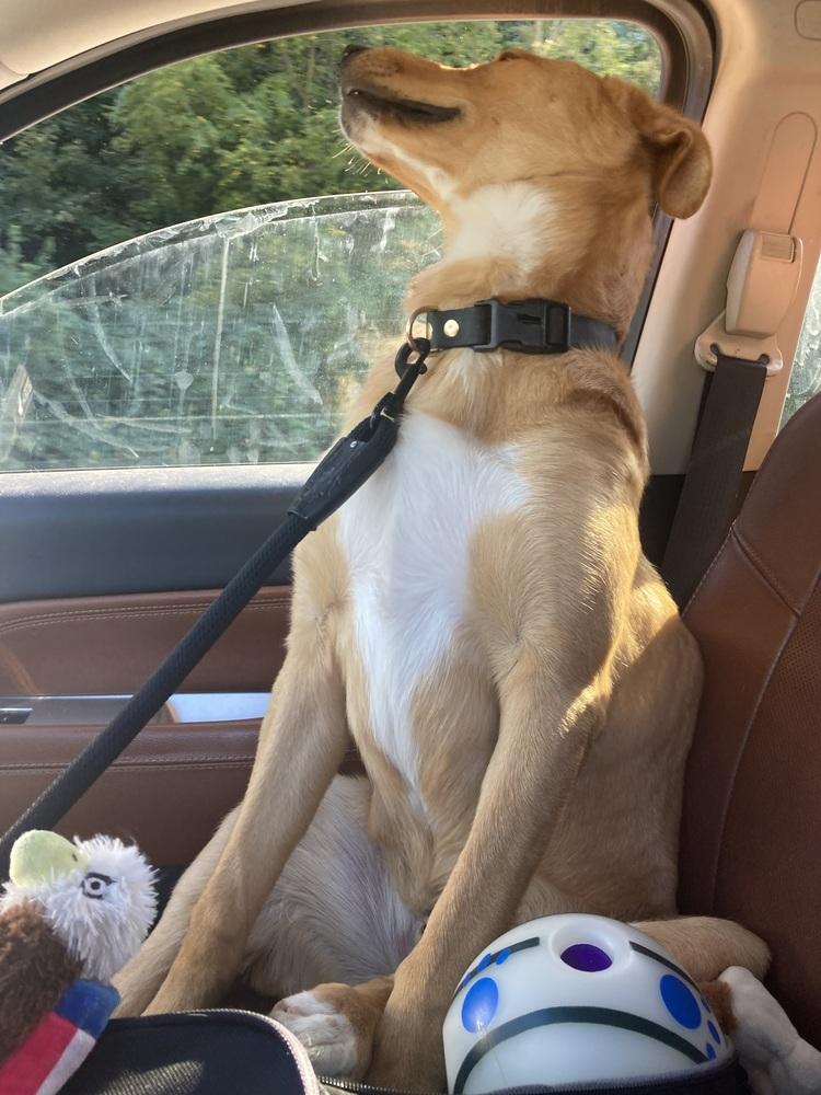 Sibbies : Astro thumbnail 6