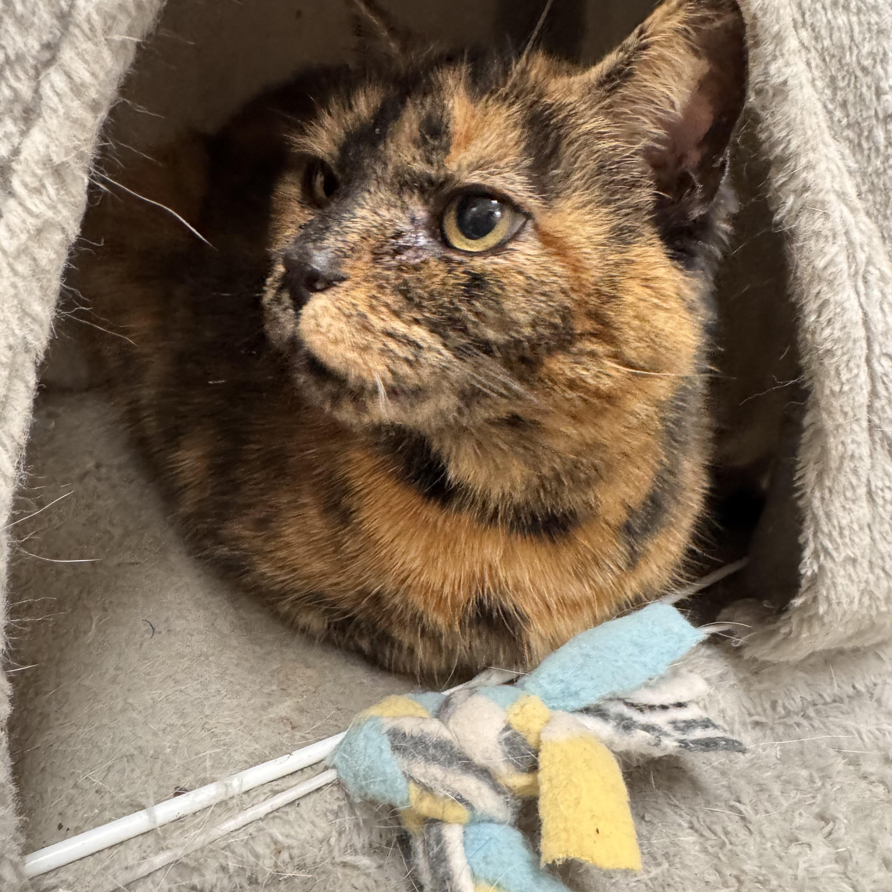 Enlarge Scarlett, a ADOPTABLE Tortoiseshell in Logan, OH image 1/2