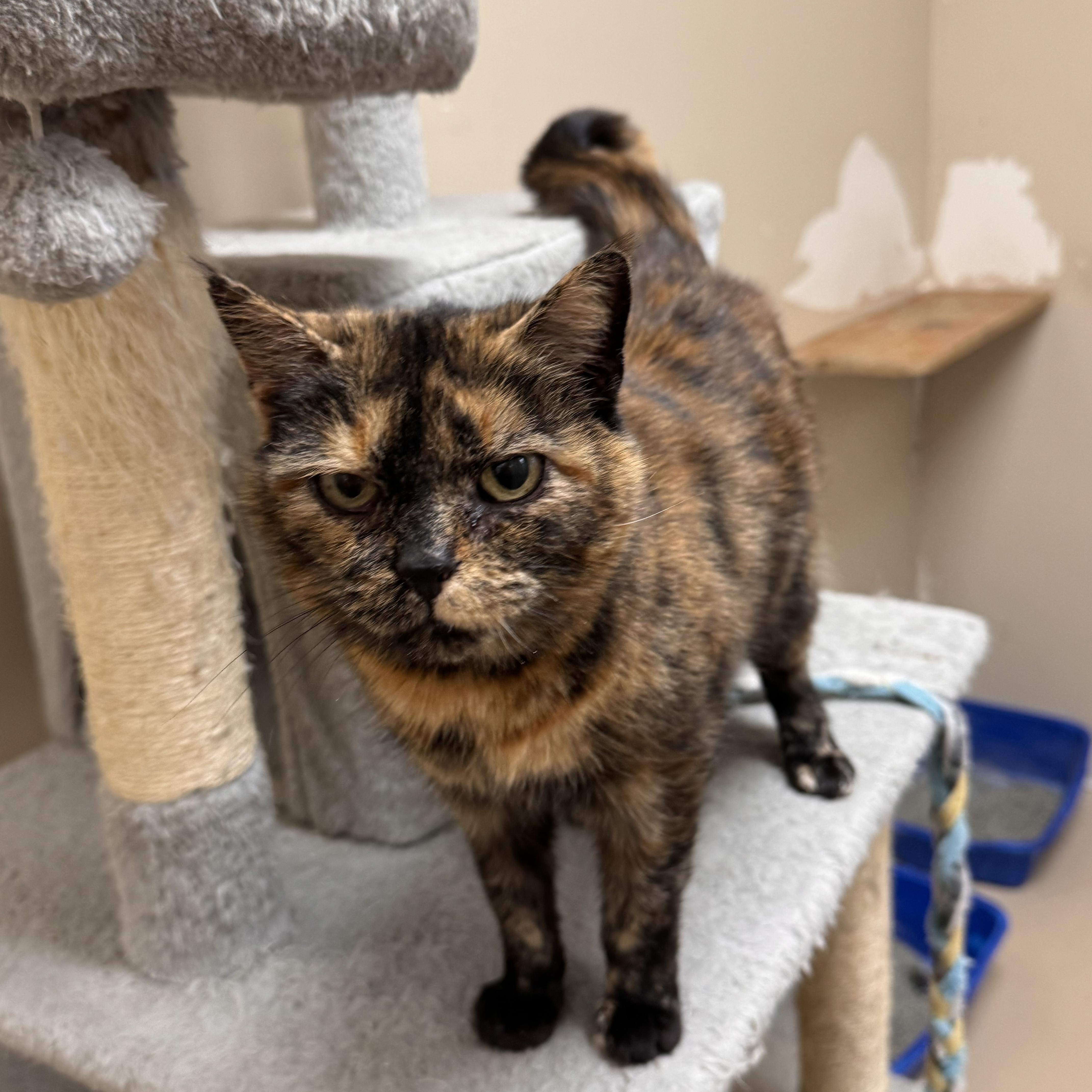 Enlarge Scarlett, a ADOPTABLE Tortoiseshell in Logan, OH image 2/2