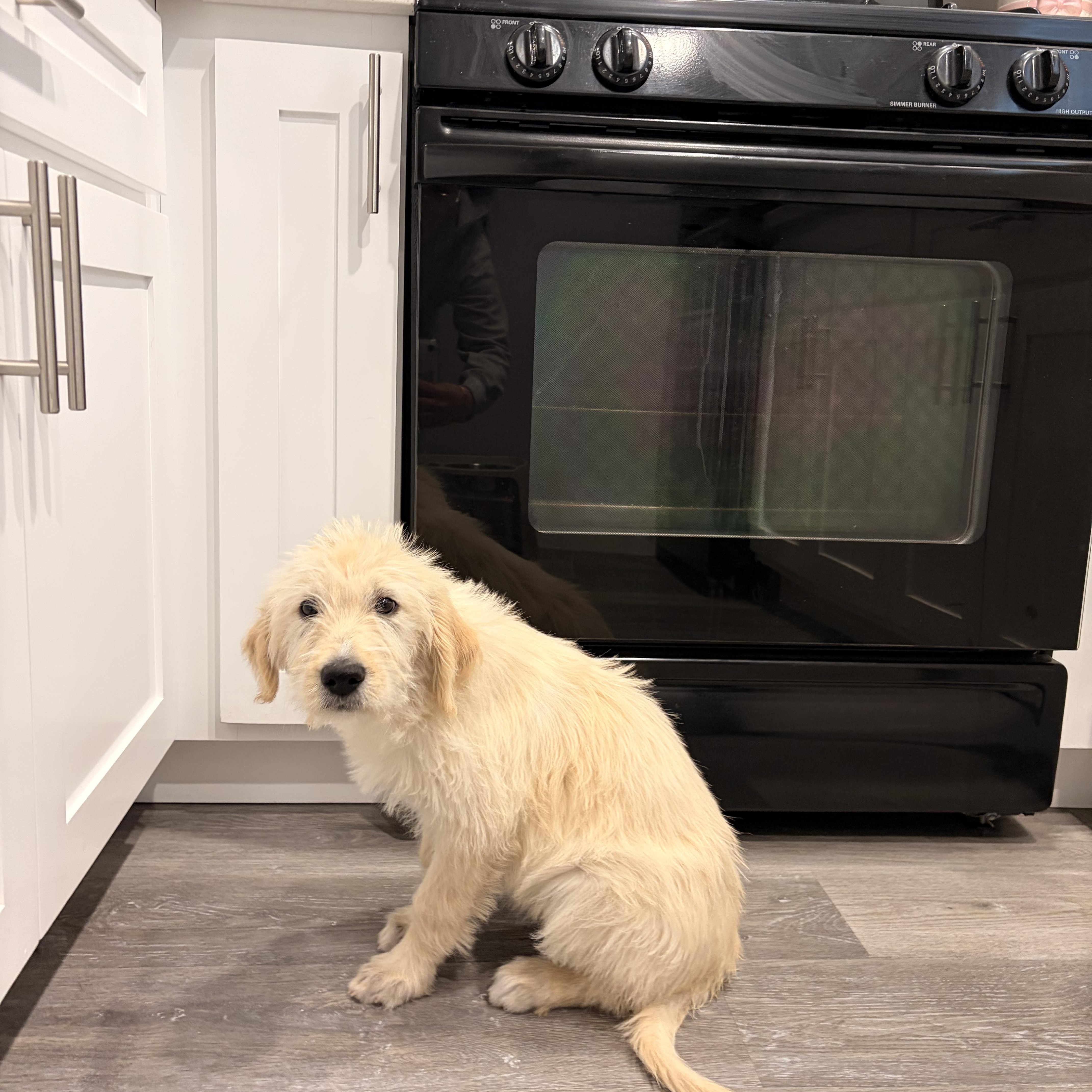 Dolly, a ADOPTABLE Goldendoodle in Torrance, CA image 2/4