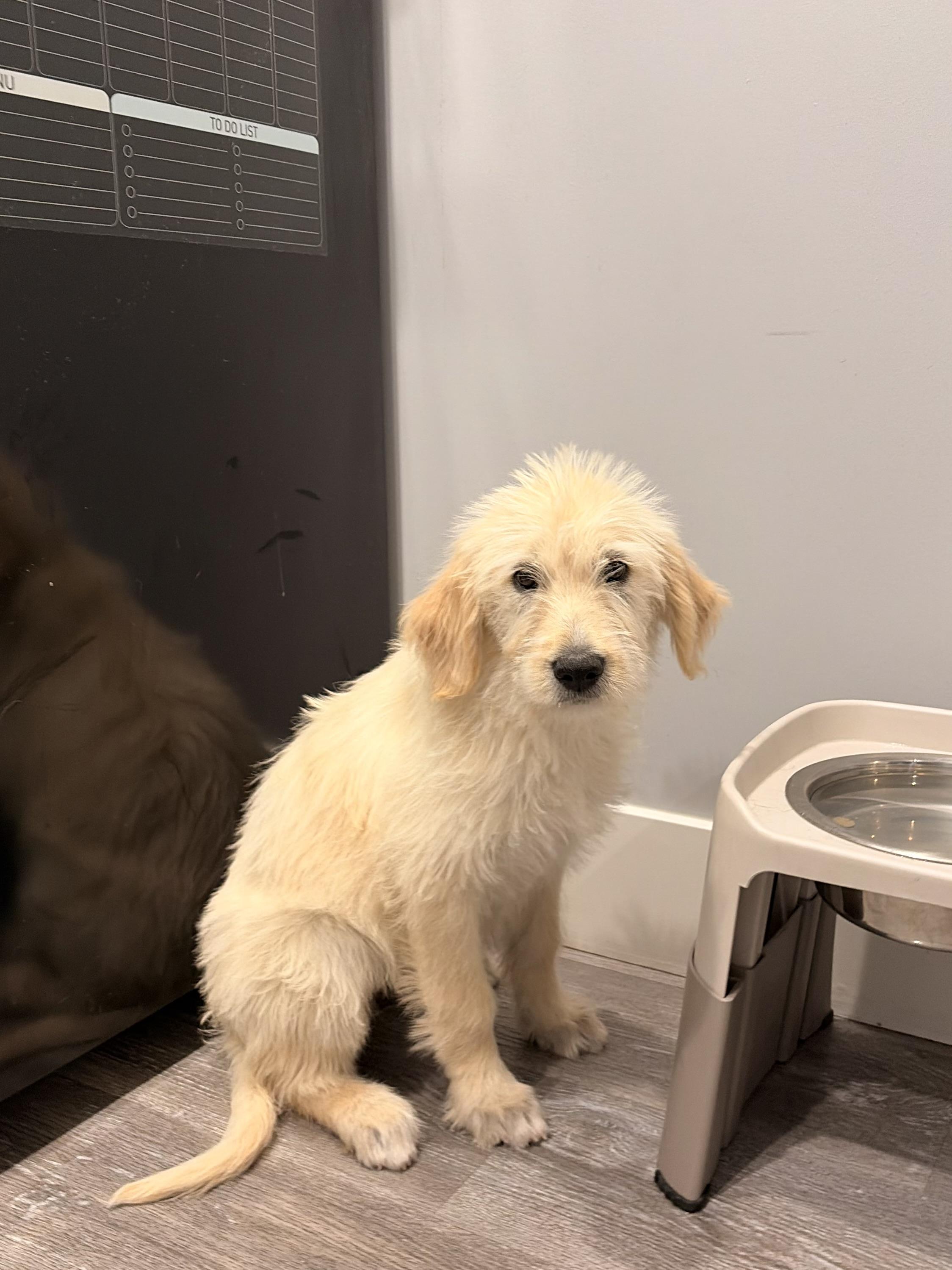 Dolly, a ADOPTABLE Goldendoodle in Torrance, CA image 4/4