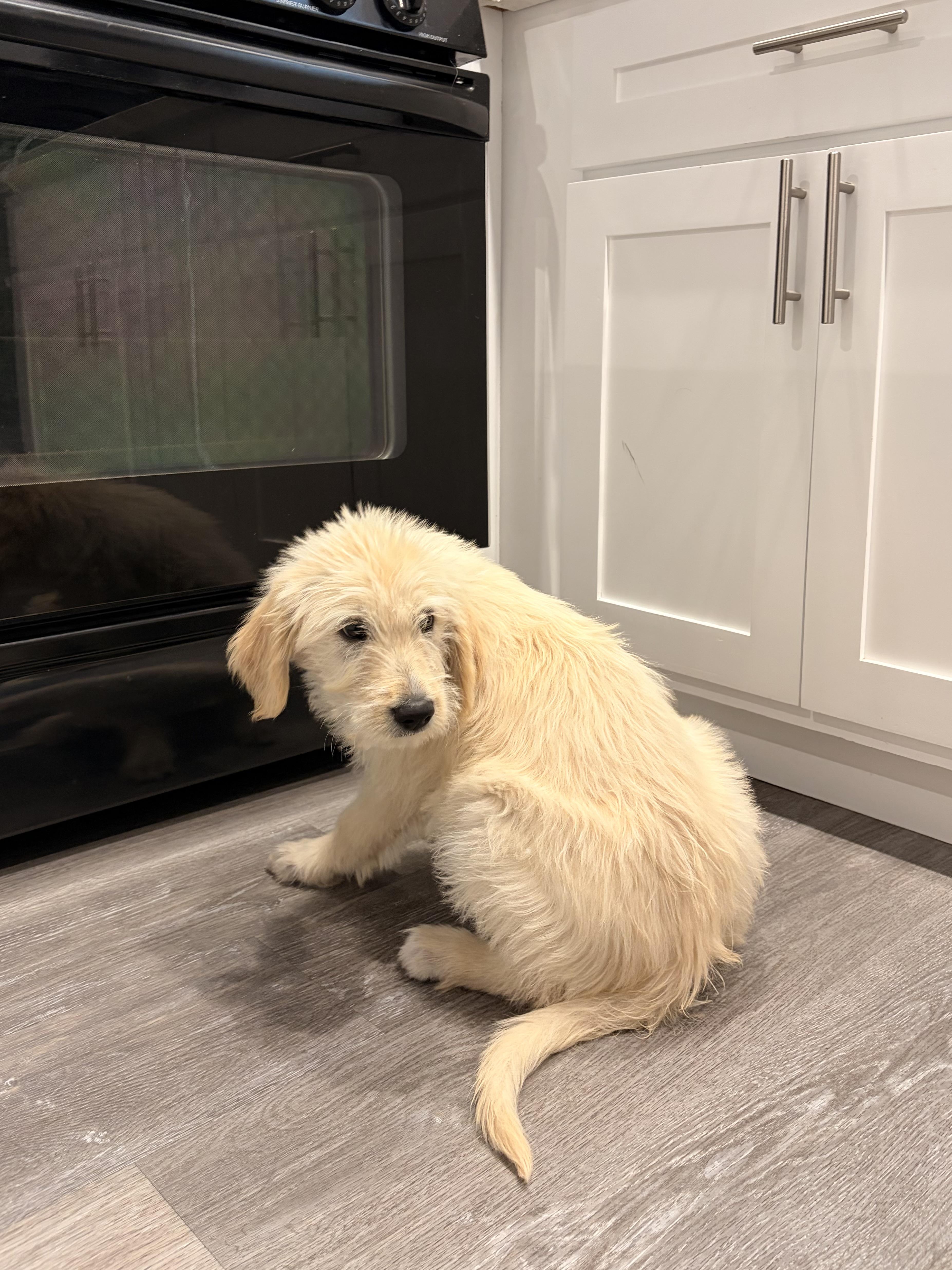 Dolly, a ADOPTABLE Goldendoodle in Torrance, CA image 3/4