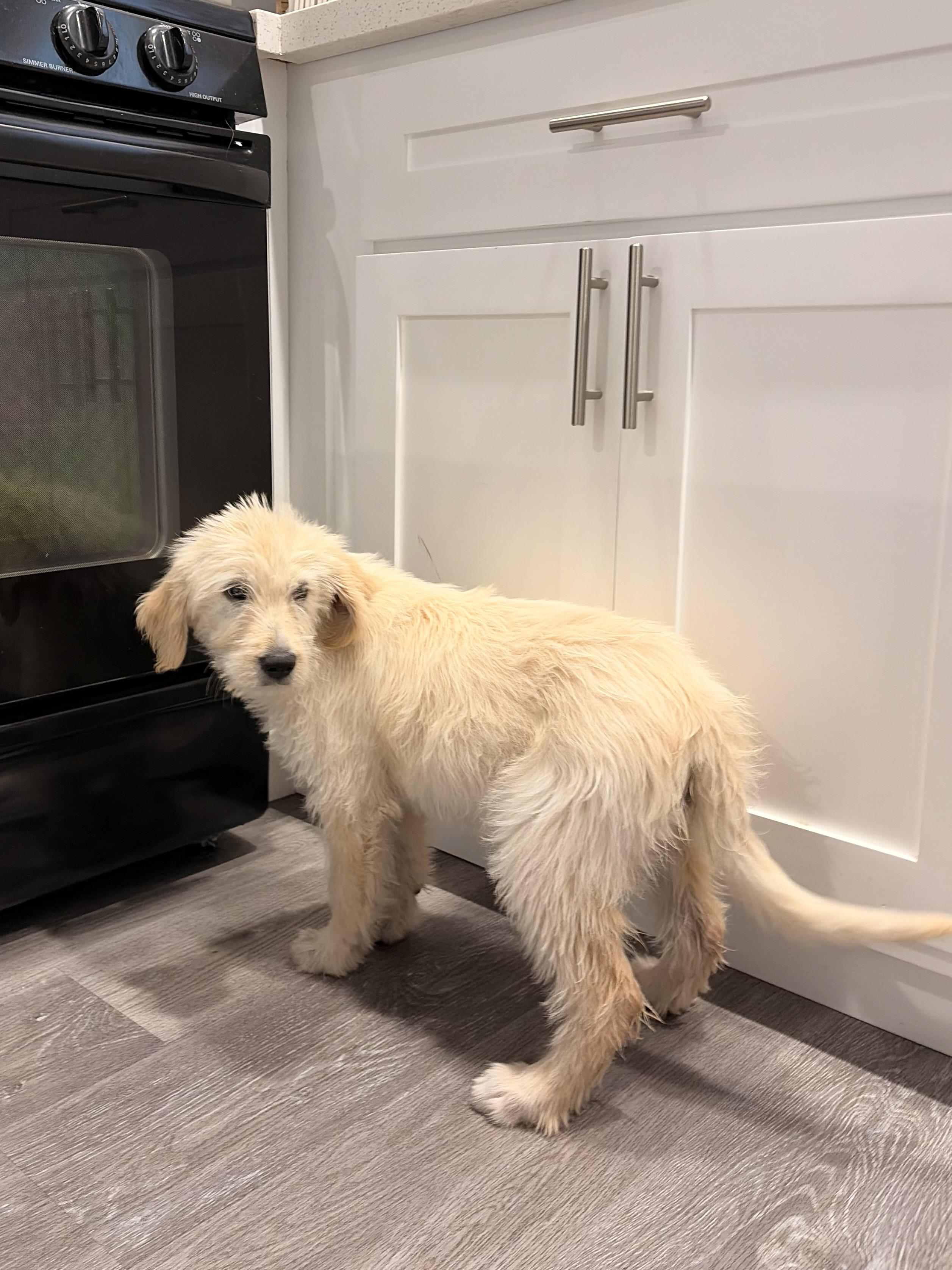 Dolly, ADOPTABLE, Young Female Goldendoodle.