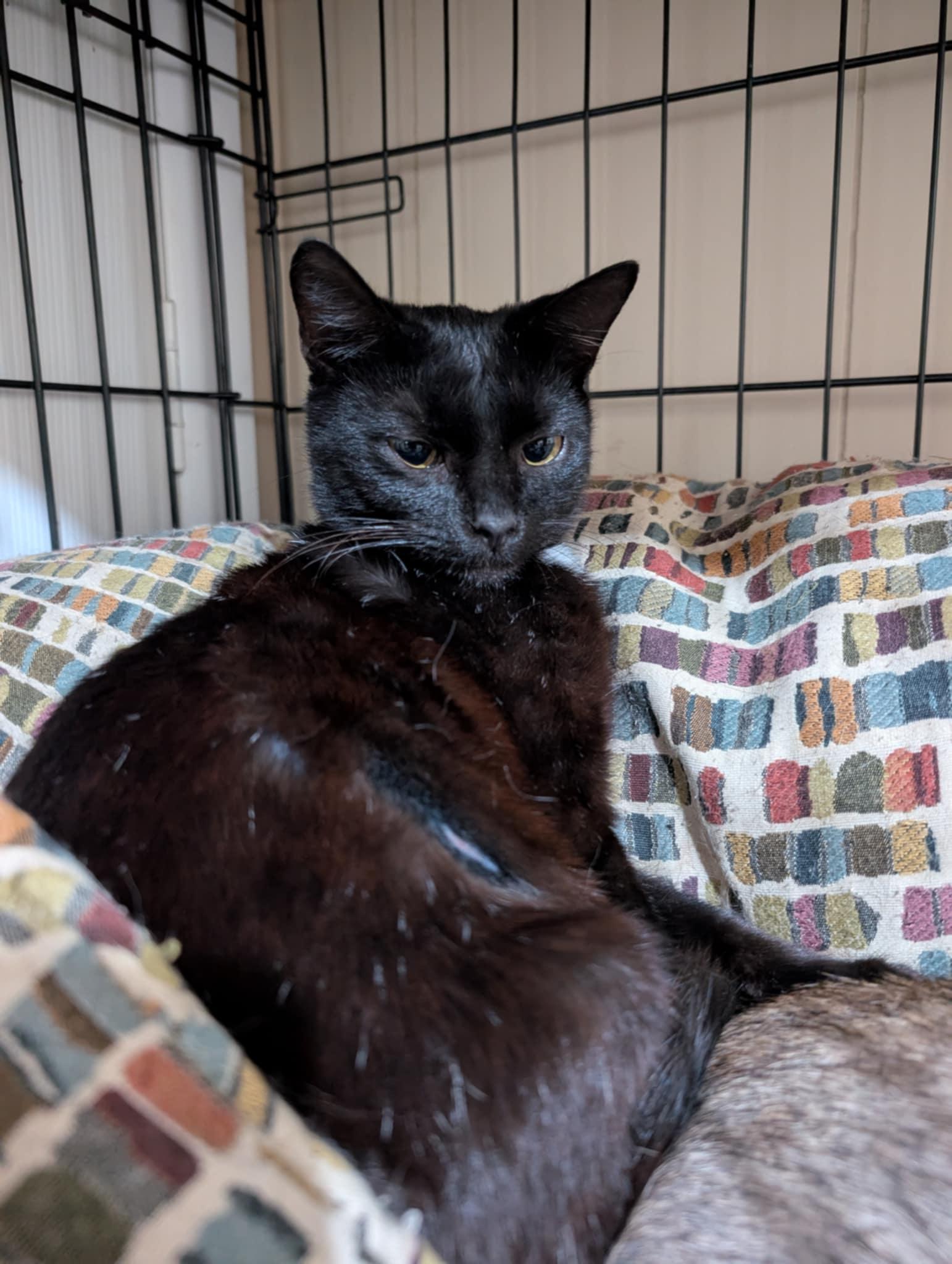 Enlarge Jean-Ralphio, a Adoptable mixed breed in Randolph, AL image 2/3