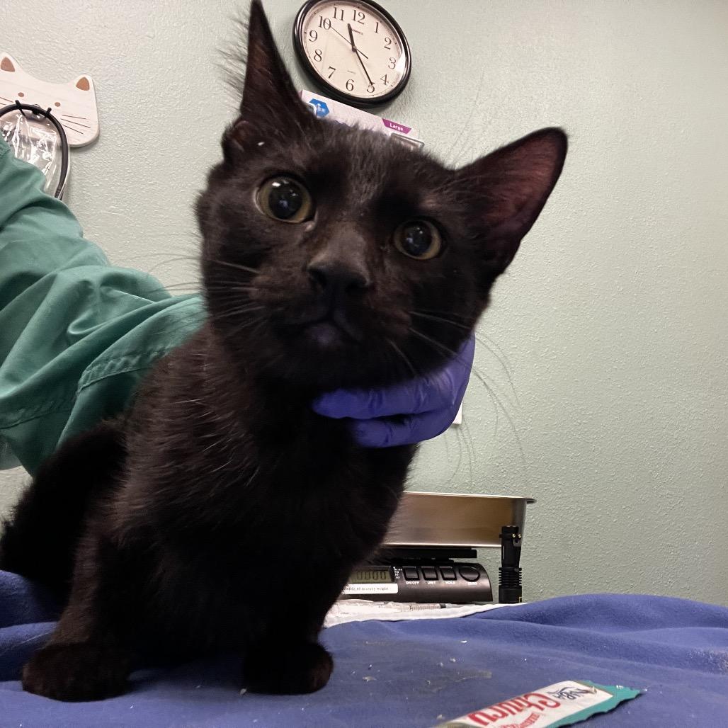 Enlarge No Parking, a Adoptable Domestic Short Hair in Keizer, OR image 1/2