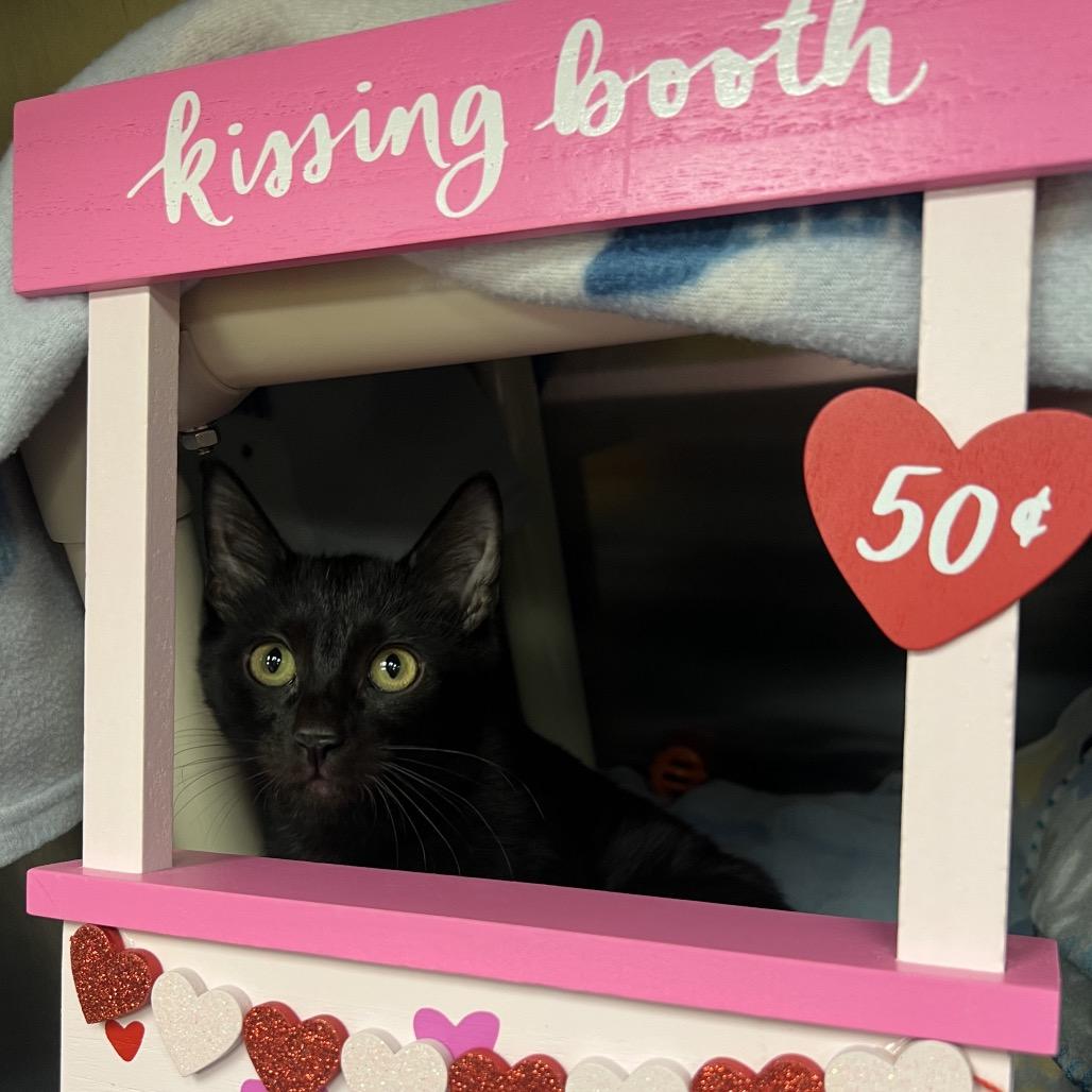 Enlarge No Parking, a Adoptable Domestic Short Hair in Keizer, OR image 2/2