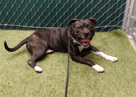 BOBBY, Adoptable, Adult Male Pit Bull Terrier & Mixed Breed.