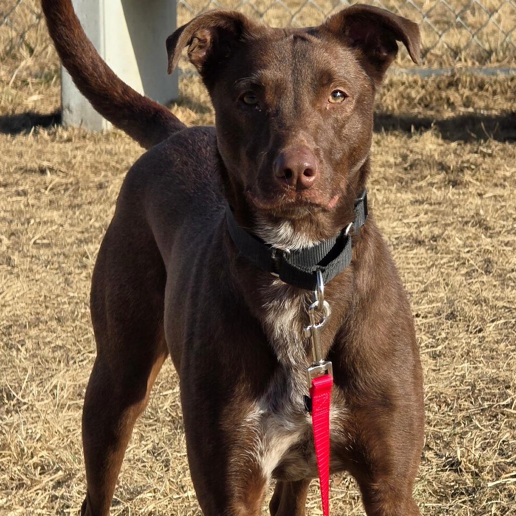 Enlarge Rufus, a Adoptable mixed breed in Council Bluffs, IA image 2/4