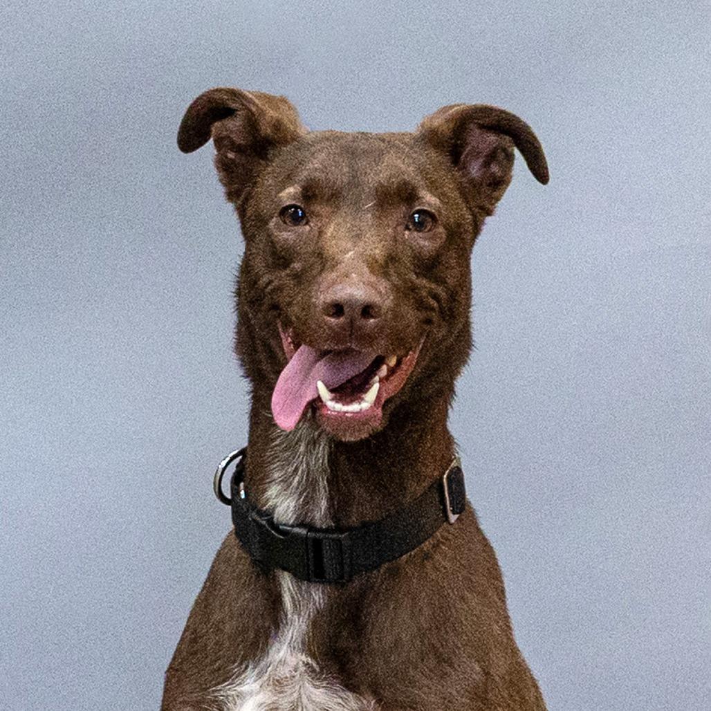 Enlarge Rufus, a Adoptable mixed breed in Council Bluffs, IA image 2/2