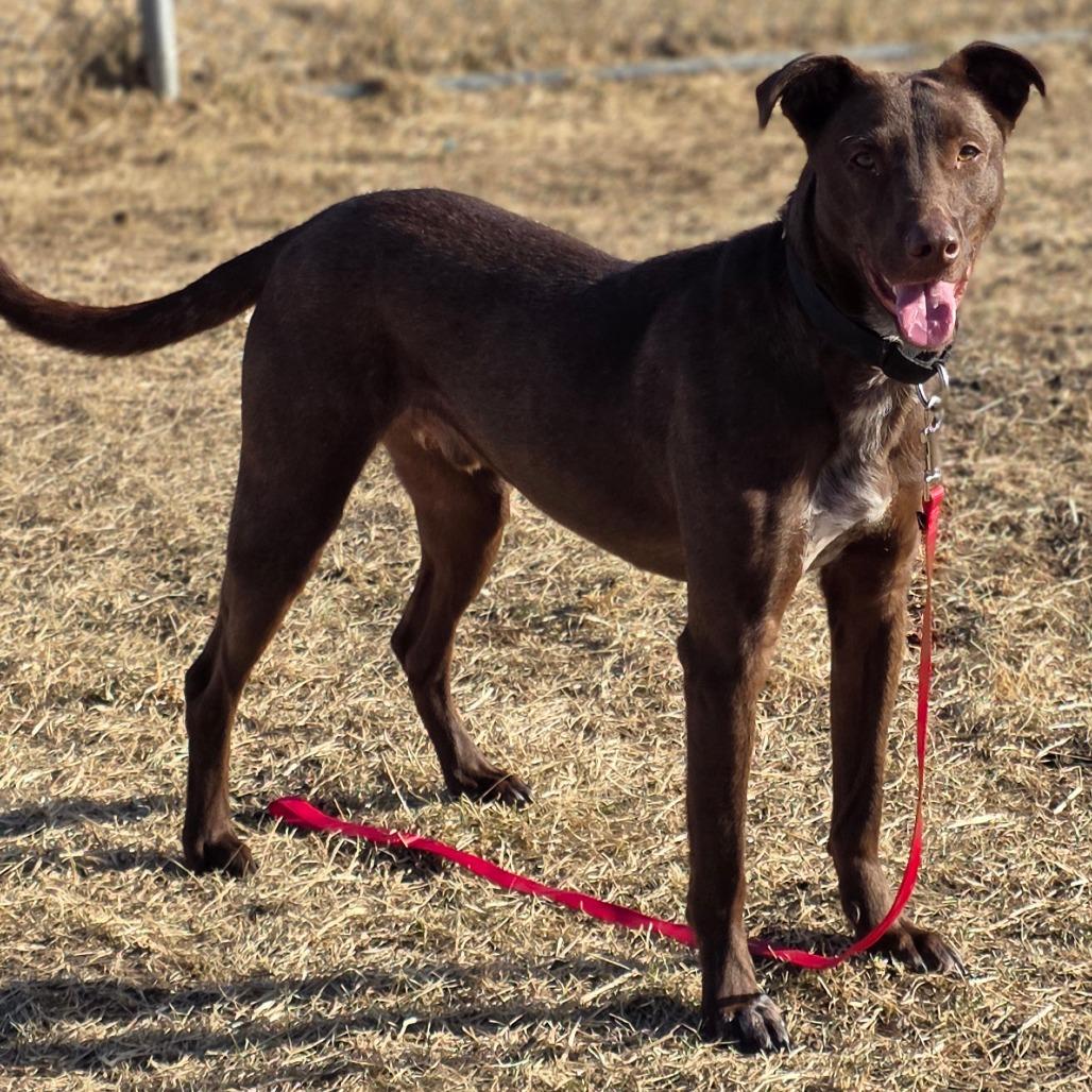 Enlarge Rufus, a Adoptable mixed breed in Council Bluffs, IA image 4/4