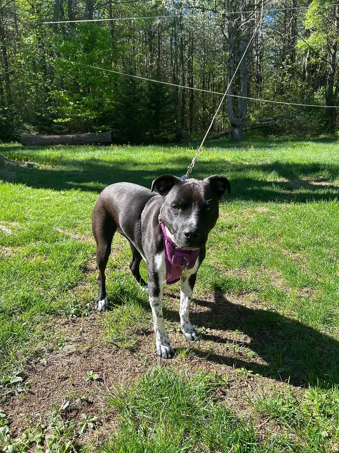 Enlarge Grizzle - in Maine, a ADOPTABLE mixed breed in Kennebunkport, ME image 3/3