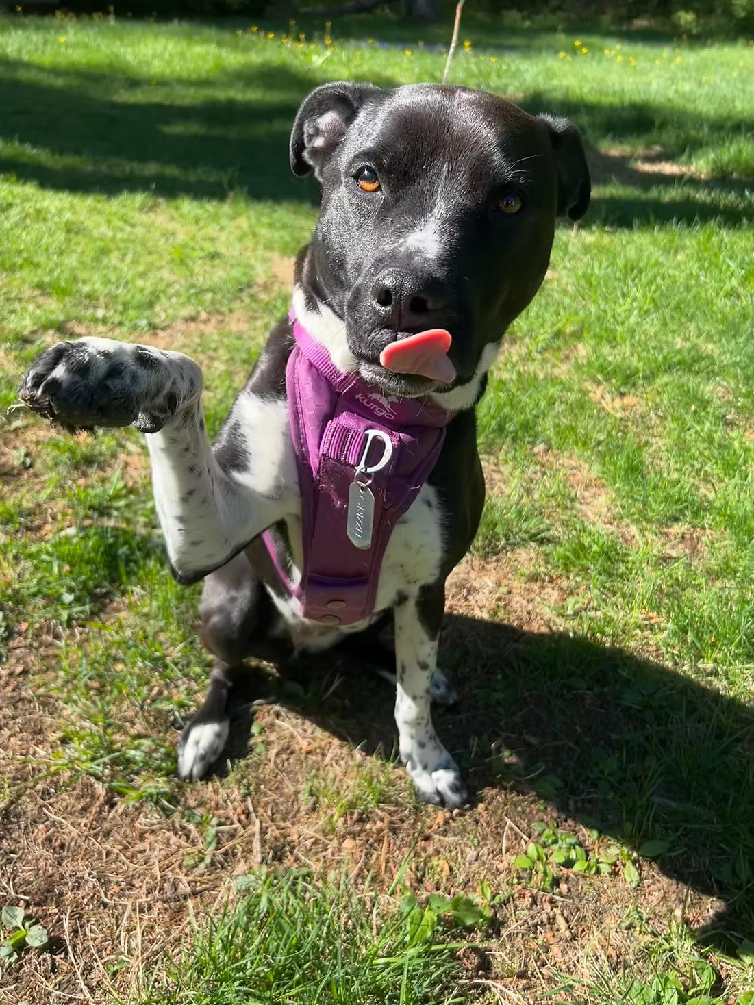 Enlarge Grizzle - in Maine, a ADOPTABLE mixed breed in Kennebunkport, ME image 1/3