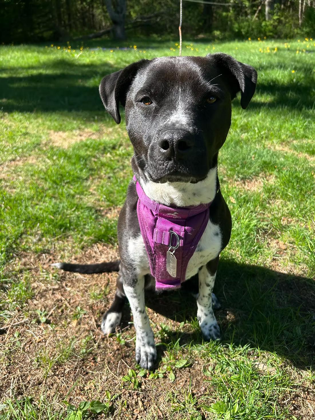 Enlarge Grizzle - in Maine, a ADOPTABLE mixed breed in Kennebunkport, ME image 2/3
