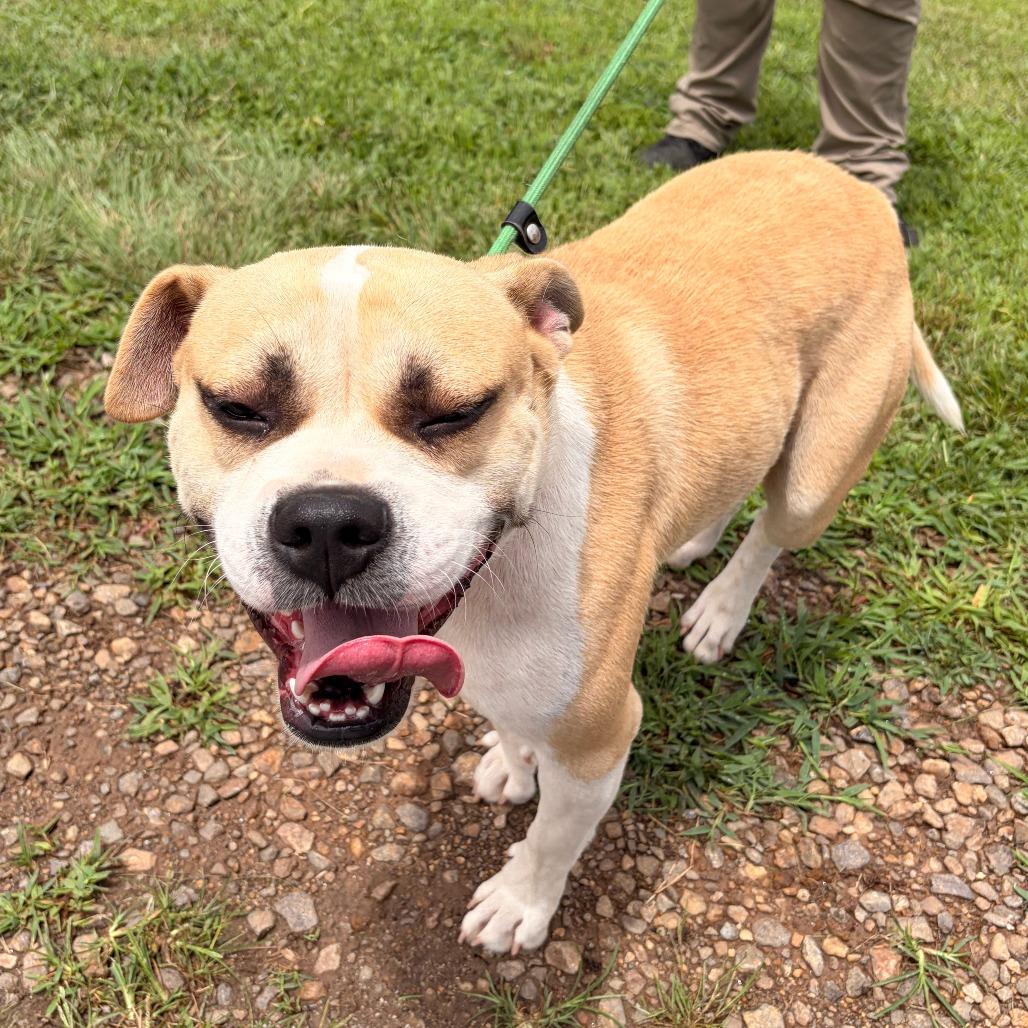 Oscar, Adoptable, Adult Male Boxer & Mixed Breed.