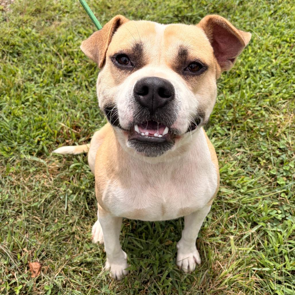 Enlarge Oscar, a Adoptable mixed breed in Franklin, NC image 2/4