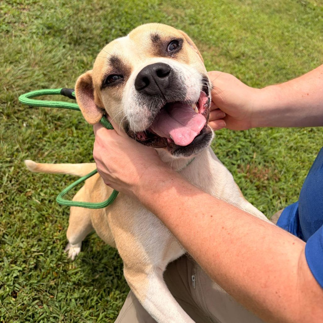 Enlarge Oscar, a Adoptable mixed breed in Franklin, NC image 3/4