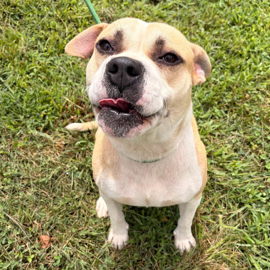 Enlarge Oscar, a Adoptable mixed breed in Franklin, NC image 4/4