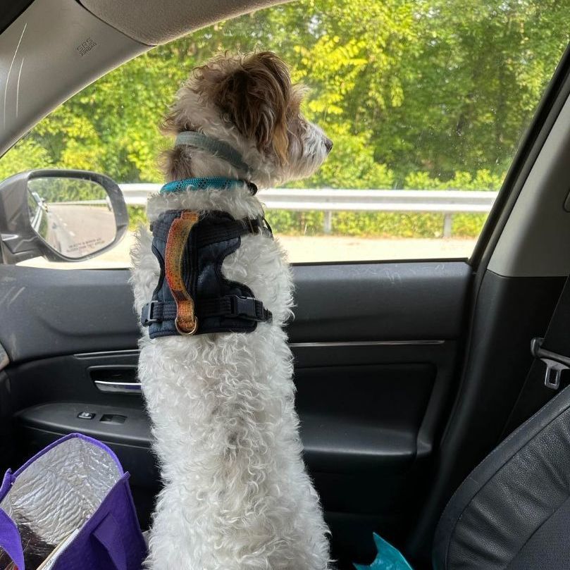 Enlarge Jack, a Adopted mixed breed in Essex, MD image 1/3