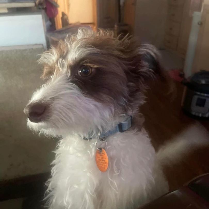 Enlarge Jack, a Adopted mixed breed in Essex, MD image 2/3