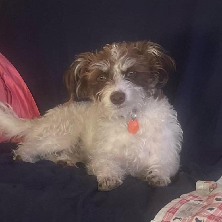 Enlarge Jack, a Adopted mixed breed in Essex, MD image 3/3