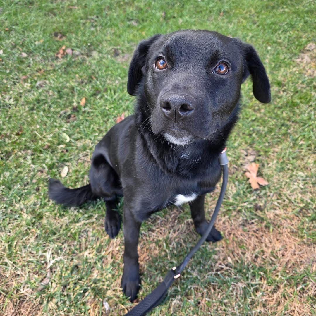 Enlarge Chase, a Adoptable Labrador Retriever in Berlin, NJ image 1/1