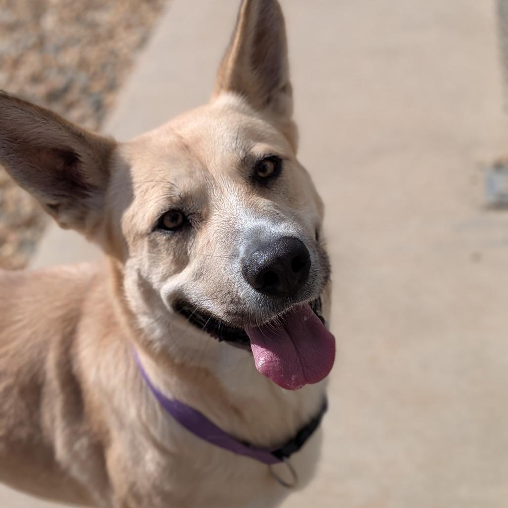 Sky(BAS), Adoptable, Adult Female Shepherd.