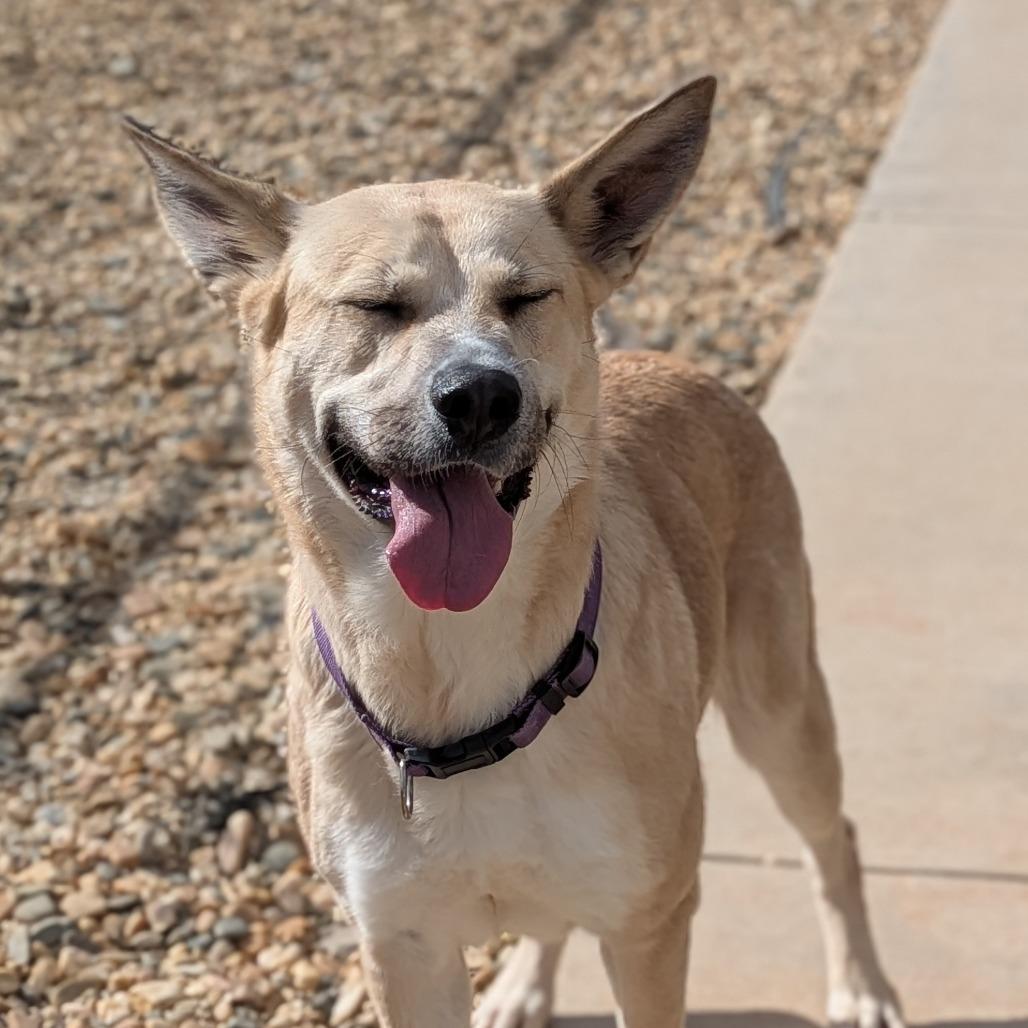 Enlarge Sky(BAS), a Adoptable Shepherd in Lenoir, NC image 2/6