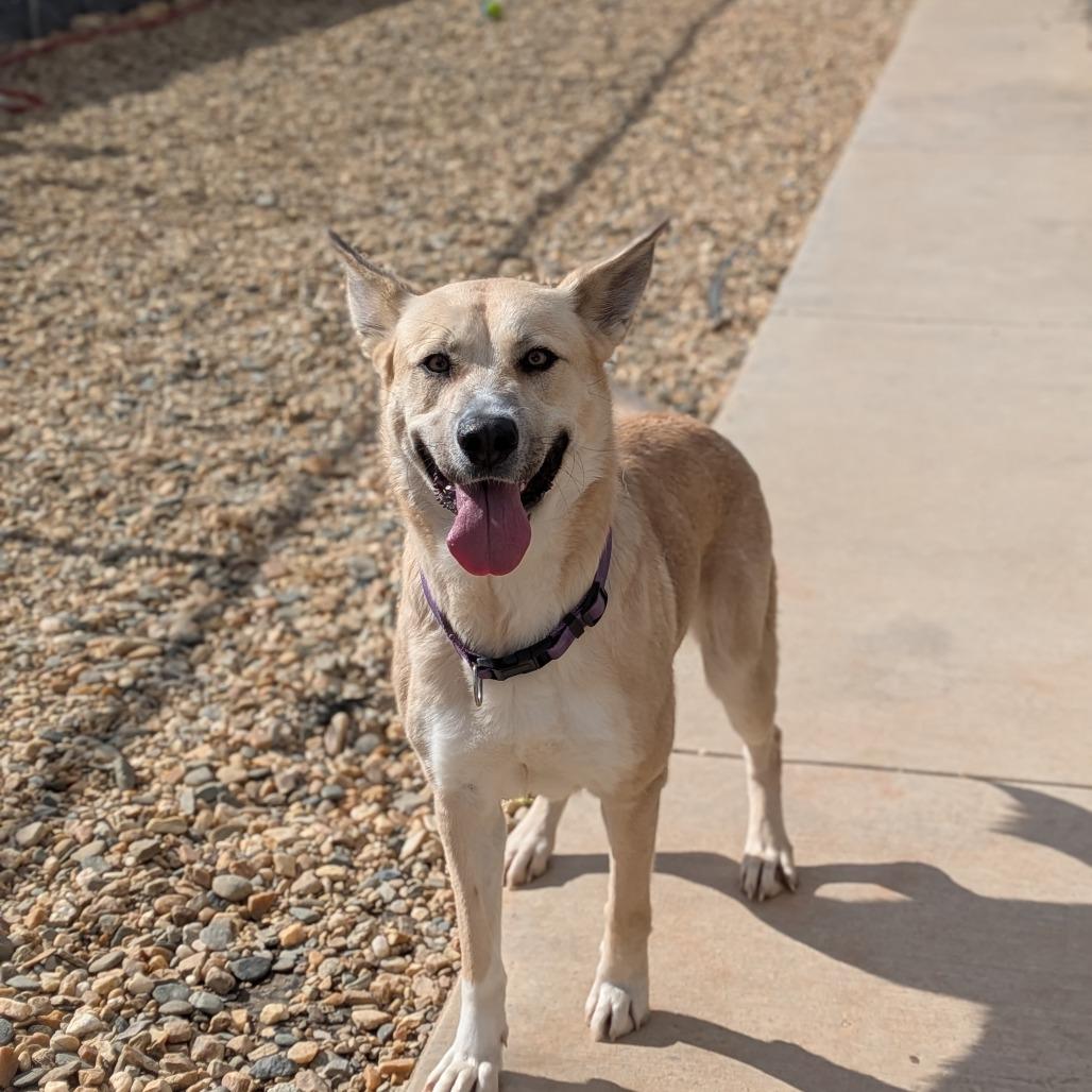 Enlarge Sky(BAS), a Adoptable Shepherd in Lenoir, NC image 4/6