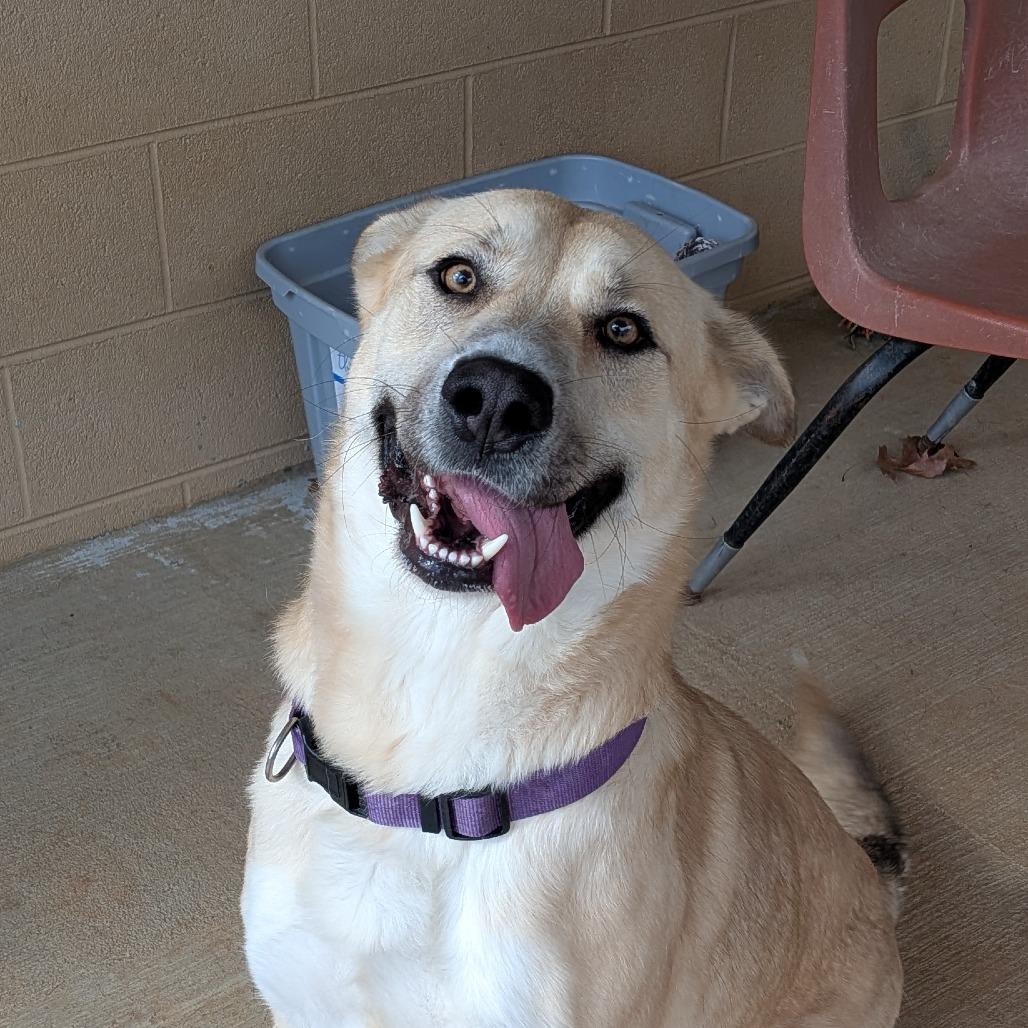 Enlarge Sky(BAS), a Adoptable Shepherd in Lenoir, NC image 5/6