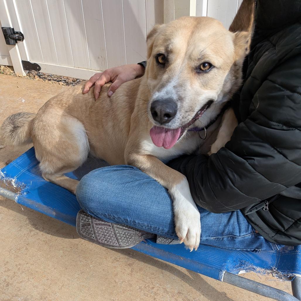 Enlarge Sky(BAS), a Adoptable Shepherd in Lenoir, NC image 6/6