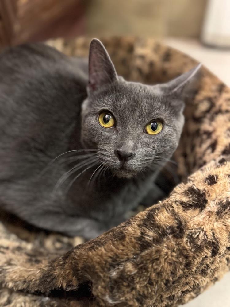 Orion, a Adoptable Domestic Short Hair in Lake Grove, NY image 1/2