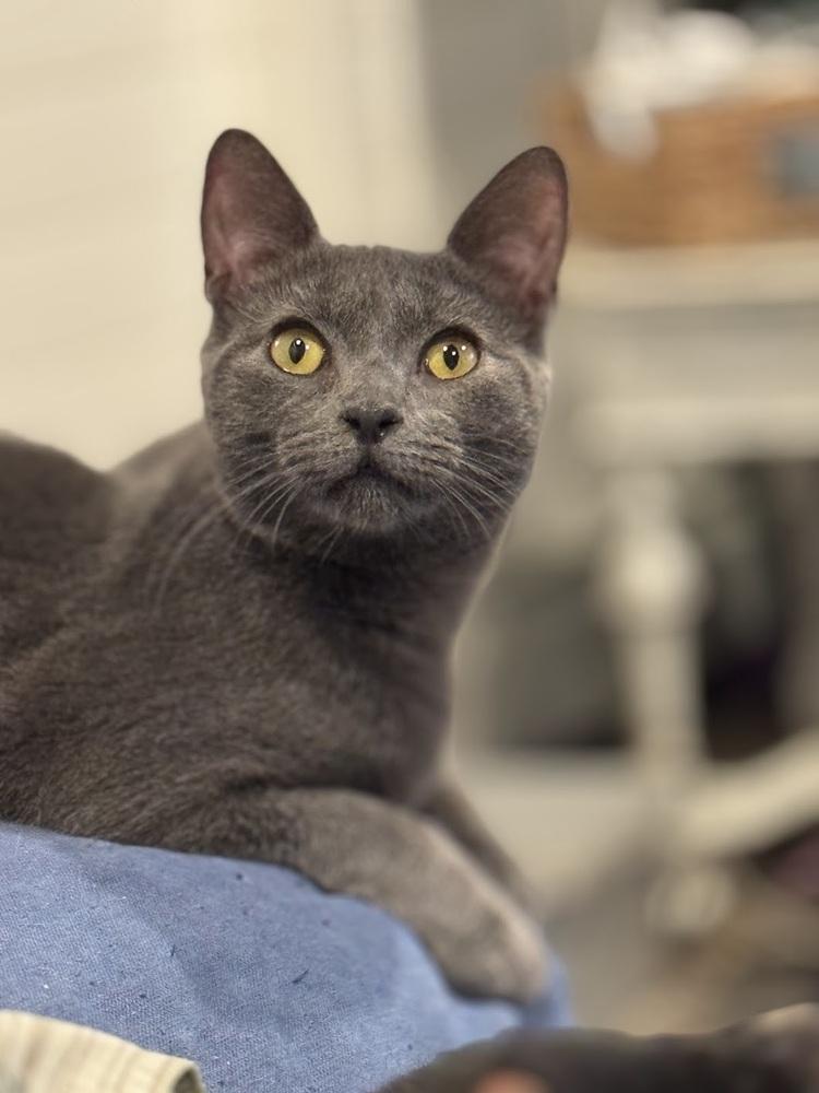 Orion, a Adoptable Domestic Short Hair in Lake Grove, NY image 2/2