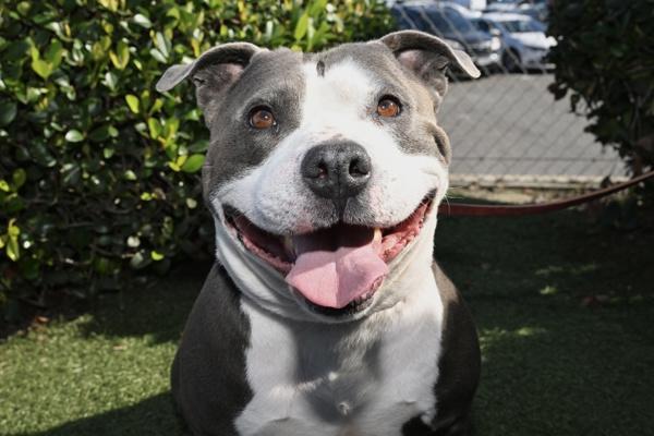 Enlarge Popeye, a Adoptable mixed breed in Oceanside, CA image 1/1