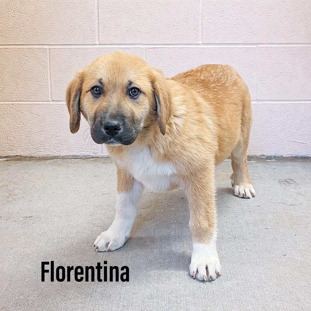 Enlarge Florentina, a Adoptable mixed breed in Clearfield, KY image 1/1