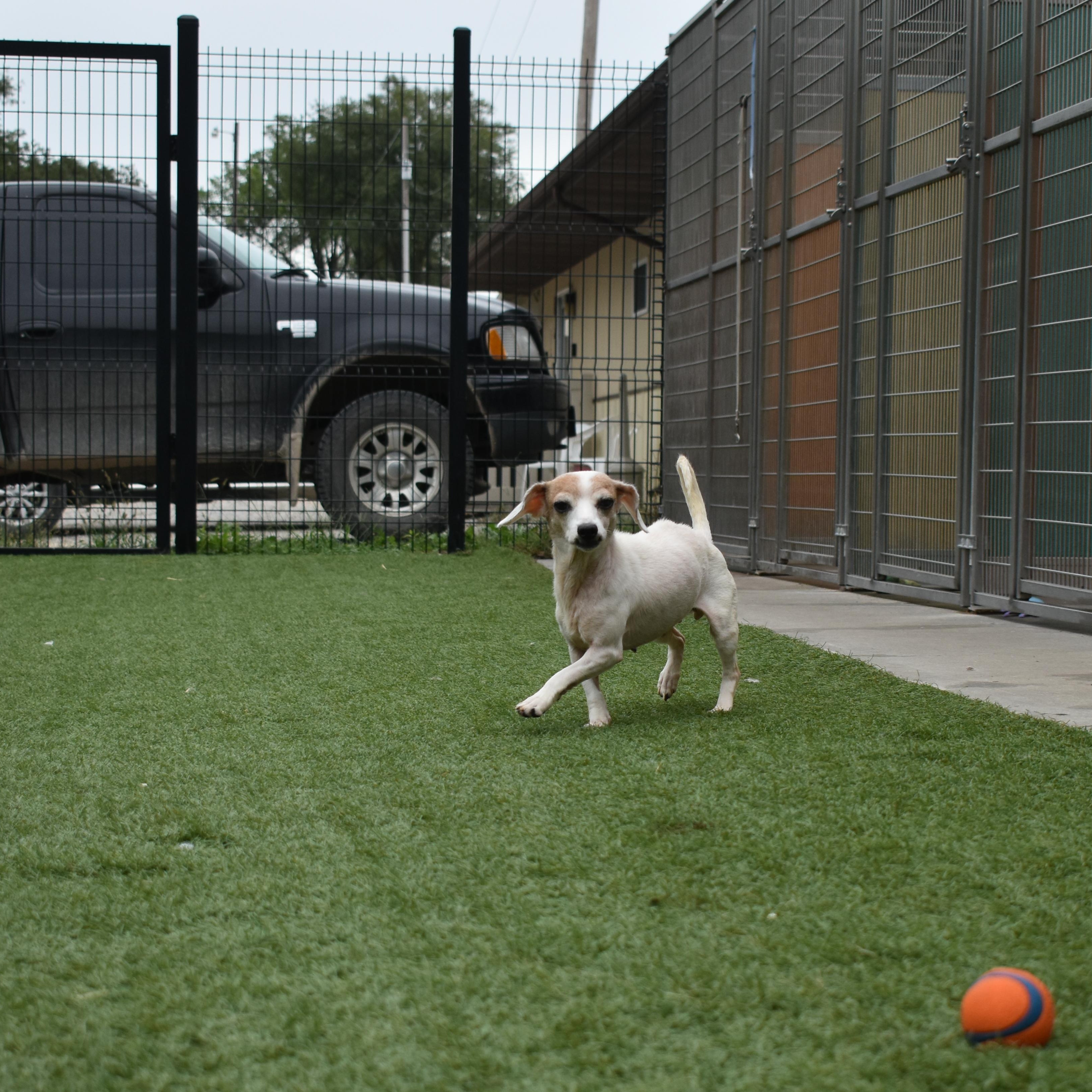 Enlarge Sagebug, a Adopted Chihuahua in Auburn, NE image 4/5